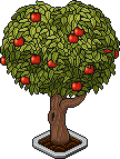 Apple Tree