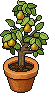 Pear Potling