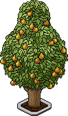 Pear Tree